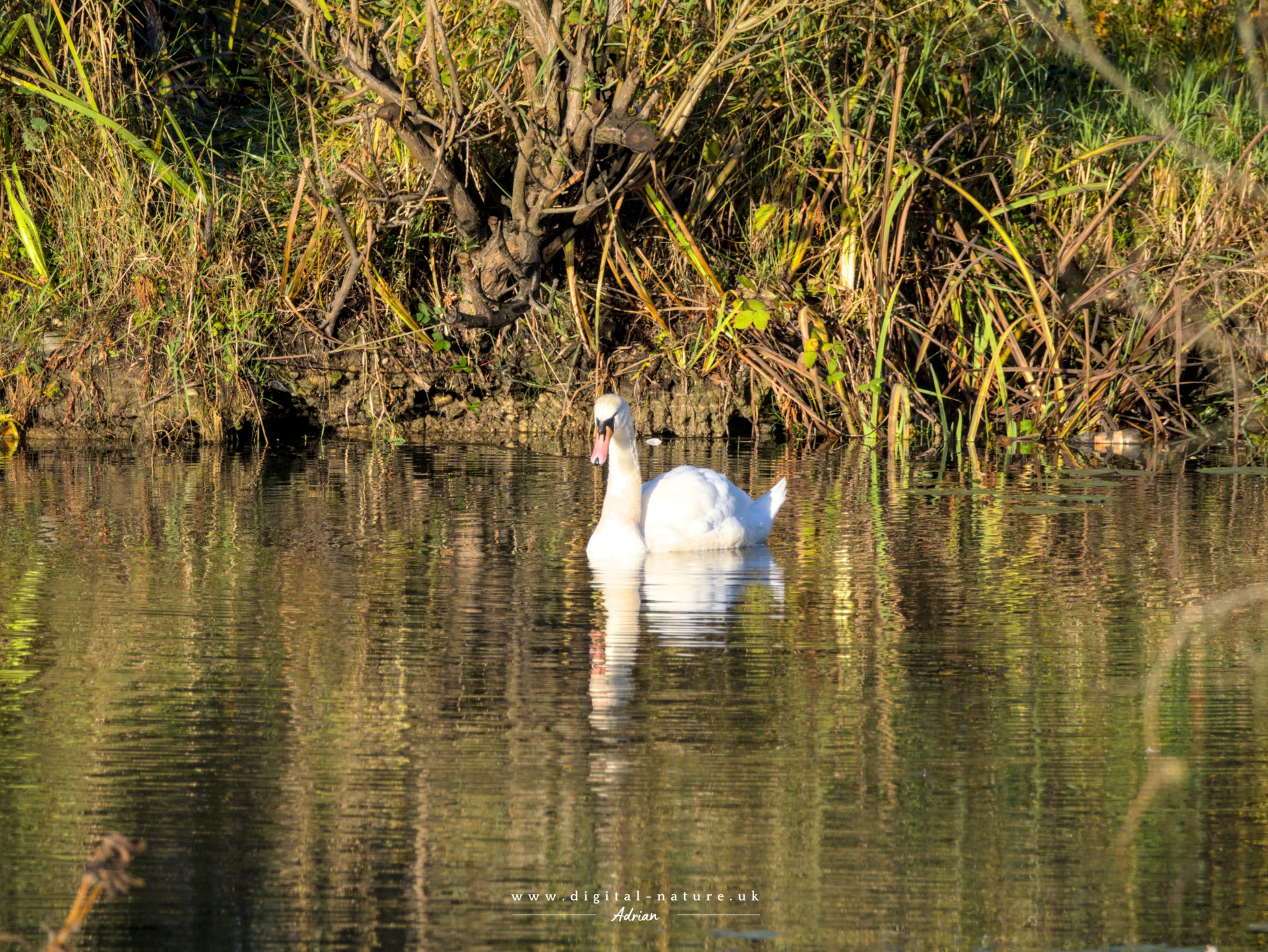 A swan enjoying a rare golden hour sunrise in North Yorkshire25th Oct 2025
