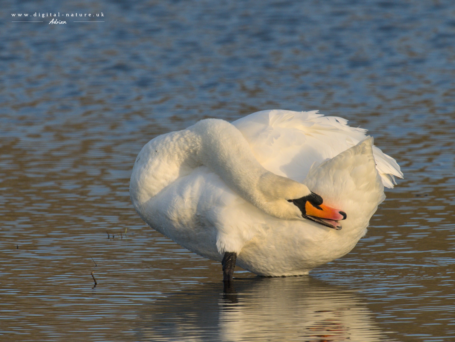 A swan "mid preen". Taken using an OM1 Mk2 with 300mm prime and 2.0 teleconverter.