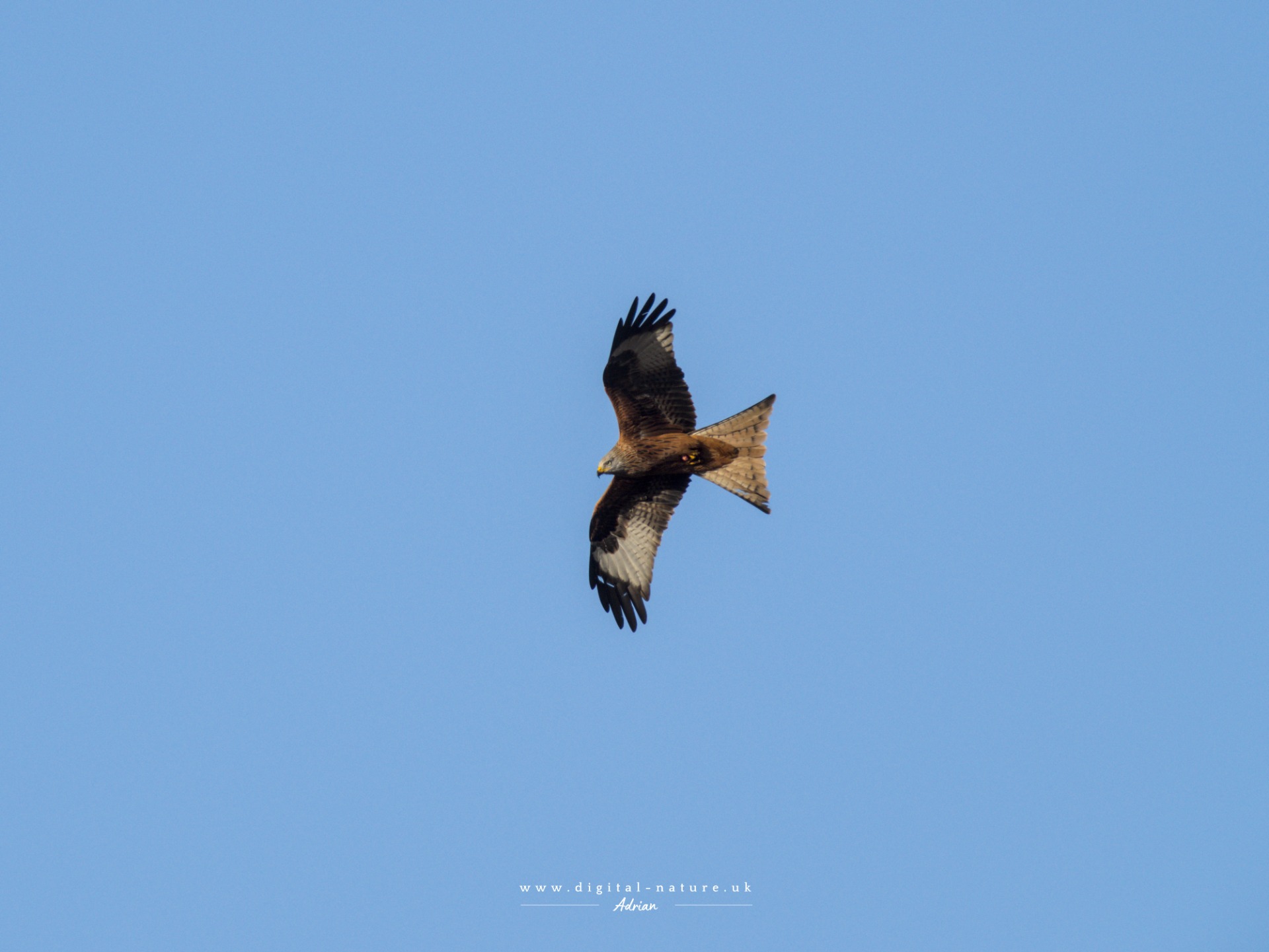 A red kite in flight taken on 13th December2025