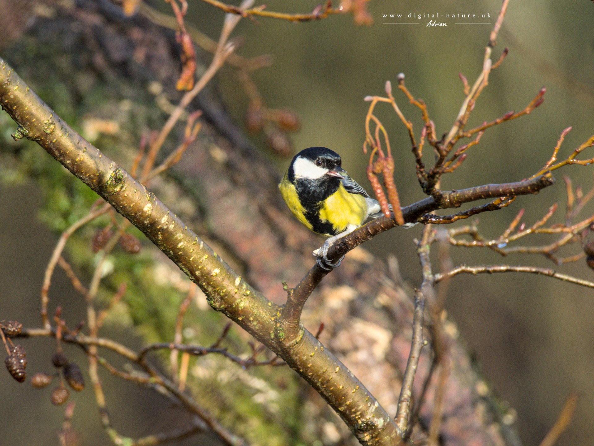 A great tit enjoying a rare glimpse of the sun. 1st February 2026